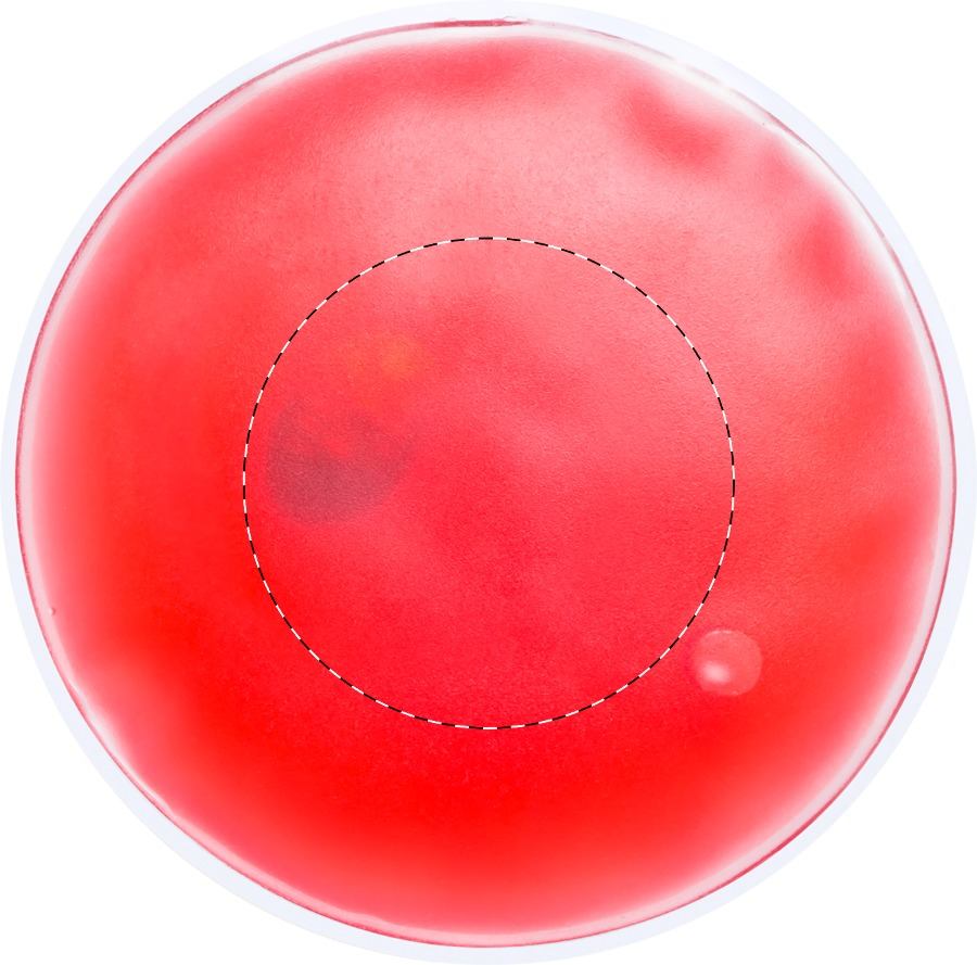 Dorso: W:0 mm x H:0 mm x D:50 mm