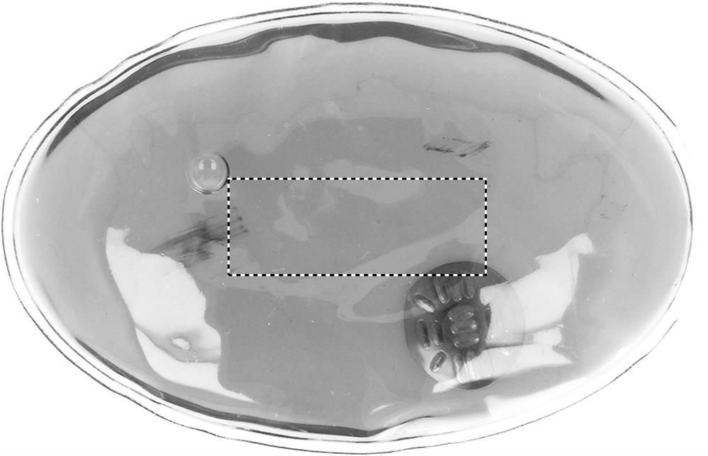 Dorso: 40x15 mm